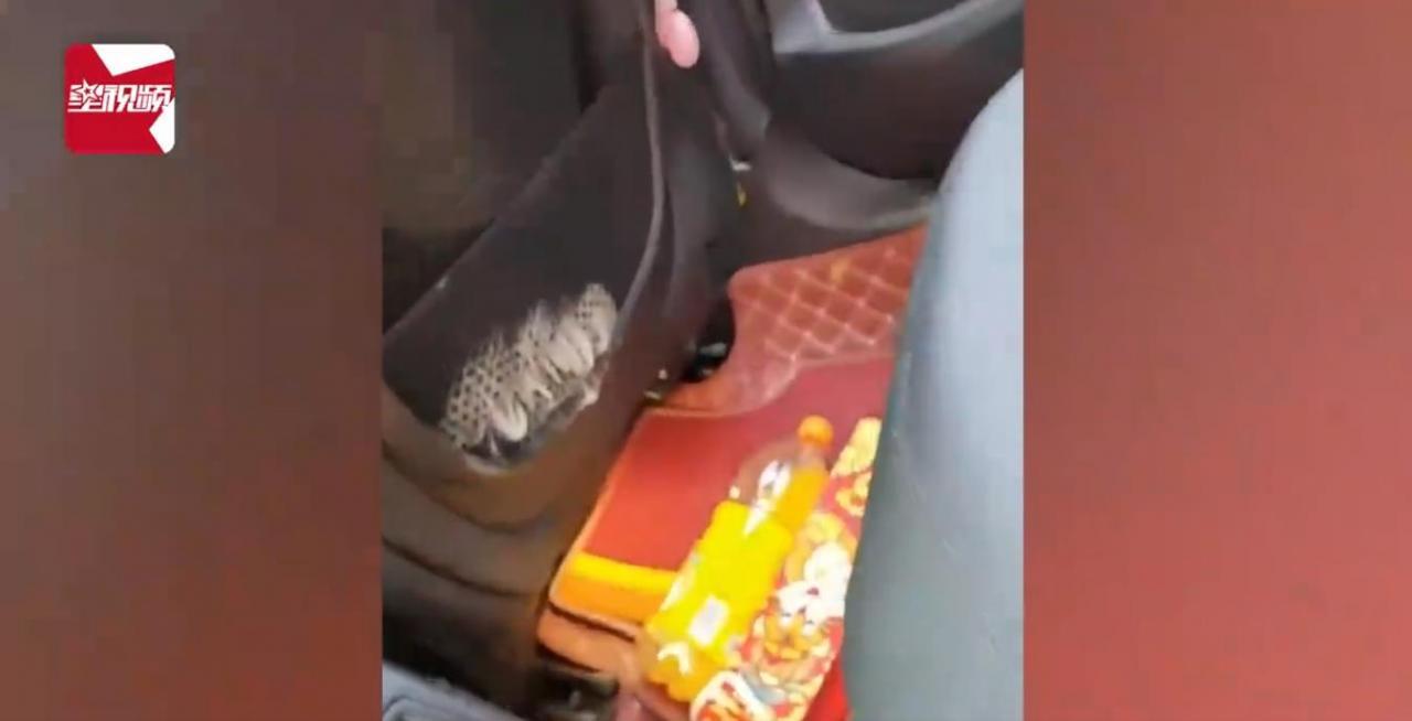 女子车子停了半月没开，都长了毛 车上干了啥？