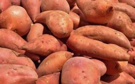 红薯发芽了还能吃吗